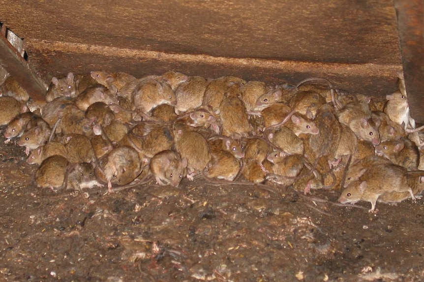 Mice huddled together in the ABC’s original January outbreak report; supplied by CSIRO